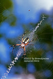 A premium quality macro print of Yellow, Black and Brown Spider in its Web for sale by Brandywine General Store