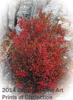 art Print of A Wild Blueberry bush in autumn red colors