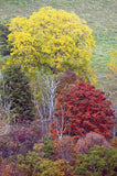 Art Print of Fall Colors with Winter dead Trees Mixed Between