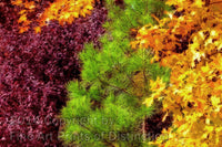 Art Print of a medley of Unusual Fall Colors with Purple, Green and Yellow