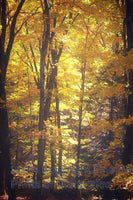 Art Print of Vintage Ethereal Yellow Fall Trees