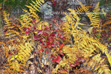 art print of Yellow Ferns and Wild Red Blueberry Bushes