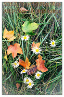 art print of Maple Leaves Among the Daisies in the autumn grass