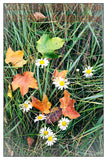 art print of Maple Leaves Among the Daisies in the autumn grass
