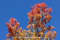 art print of Red and Yellow Fall Leaves in the Blue Sky