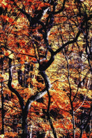 art print of Twisted Branches with Yellow Leaves