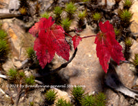 art print of Red Maple Sapling Sharing a Rock with Moss