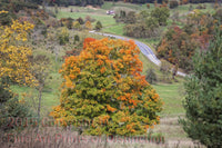 art Print of a Sugar Maple Towering Over Route 33