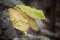 Art Print of Three Floating autumn Leaves