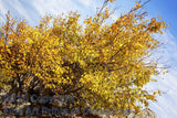 Art Print of A Yellow Bush on the Side of Seneca Rocks