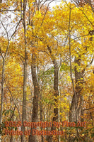 art Print of Yellow Leaves in the Tall Trees 