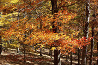 art print of a scene with Young Sugar Maples and Oaks