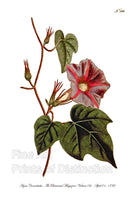 Botanical art Print of the Azure Convolvulus flower originally produced in the Curtis Botanical Journal on April 01, 1792