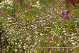 A botanical art print of Bank of Yellow, White and Purple Wildflowers