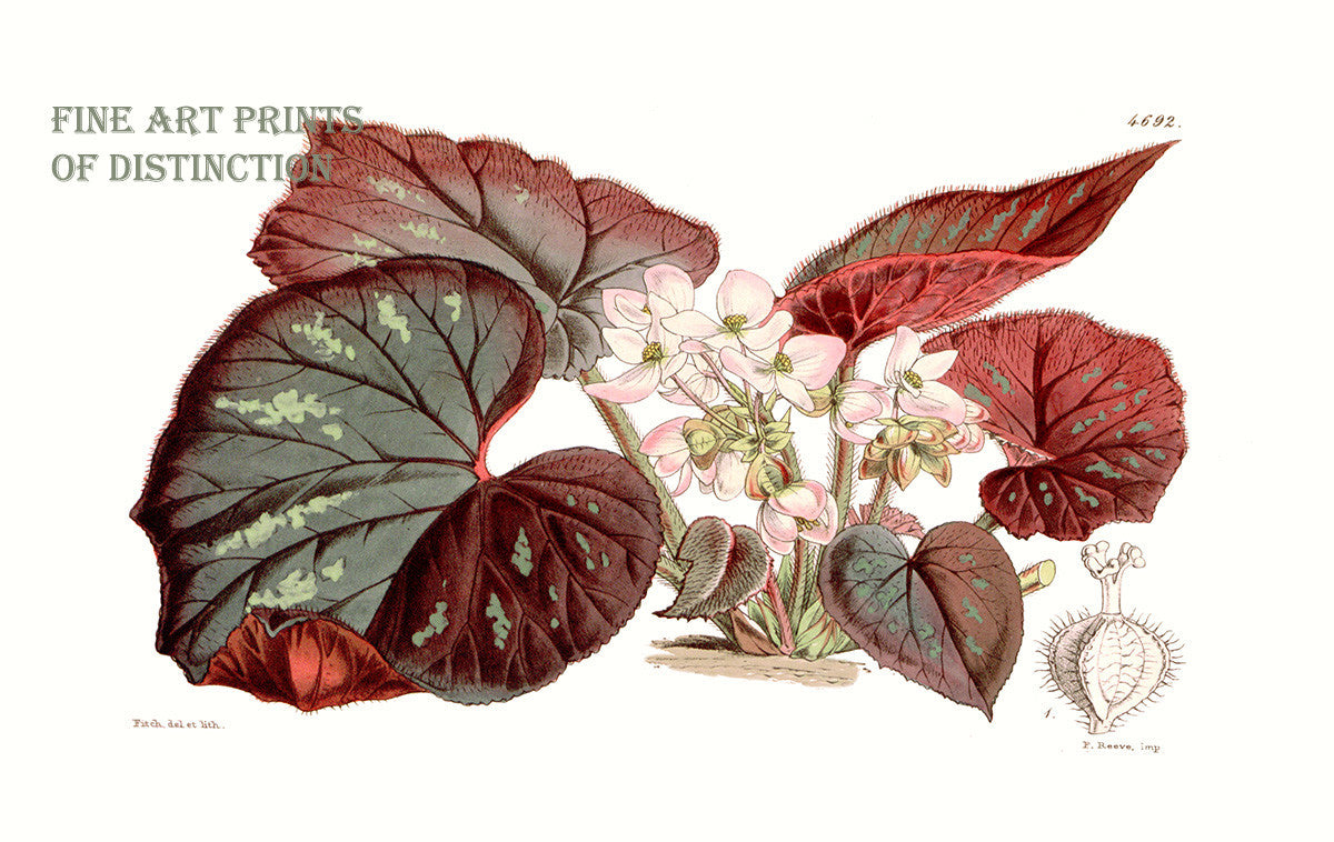 An archival premium Quality art Print of the Begonia Tenera with large leaves and blooms