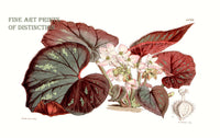 An archival premium Quality art Print of the Begonia Tenera with large leaves and blooms