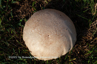 art print of very large brain puffball growing in open field
