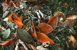An Art Print of Brown Fall Leaves Covered with Frost