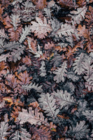 A premium Quality Art Print of Brown and Gray Fall Oak Leaves