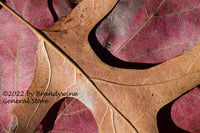 art print of a Large Brown Oak Leaf on Red Maple macro photograph