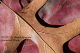 art print of a Large Brown Oak Leaf on Red Maple macro photograph