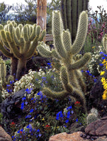 Cacti Large & Colorful Flowers botanical art print