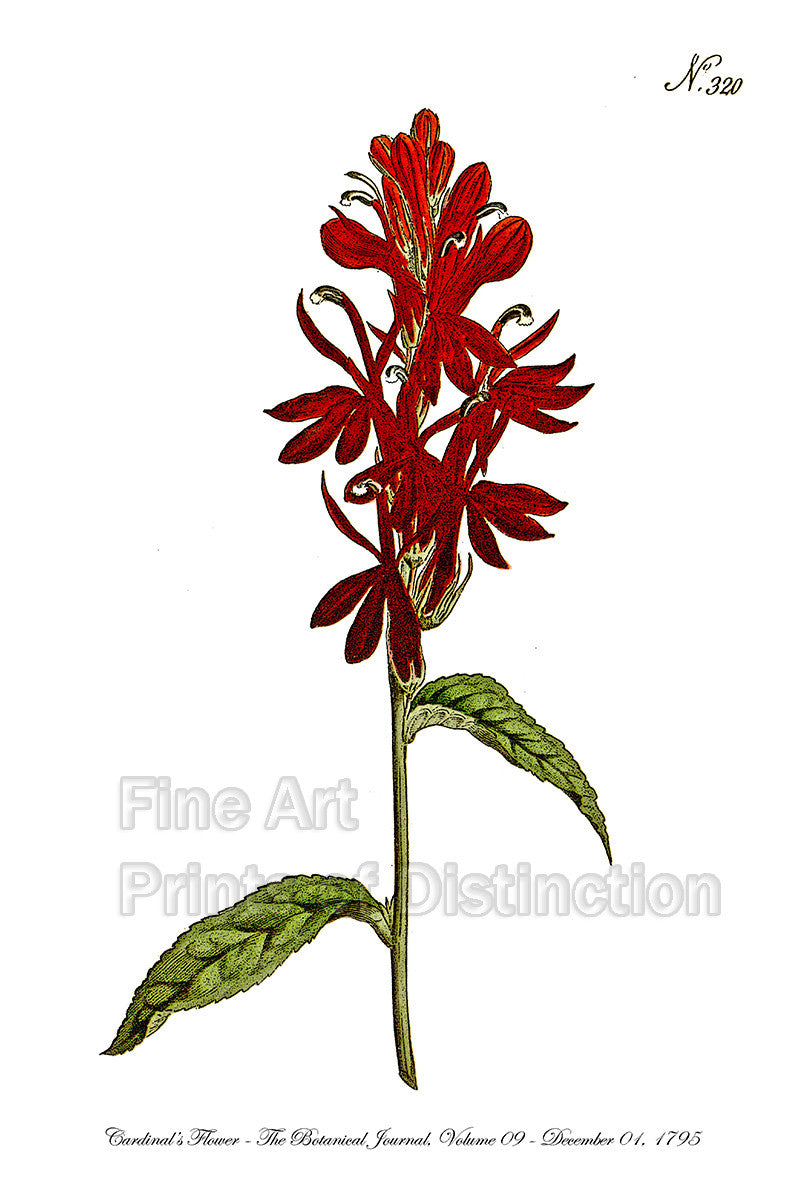 Botanical art Print of the Cardinal's Flower originally published in the Curtis Botanical Magazine in 1795