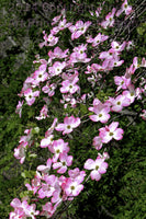 An Botanical Art Print of Cascading Pink Dogwood Branch