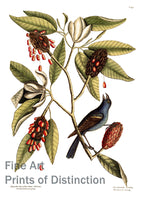 Art Print of Magnolia and Blue Grosbeak painting by Mark Catesby
