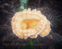 art print of white pored chicken of the woods fancy mushroom in ethereal finish