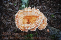 art print of white pored chicken of the woods fancy mushroom