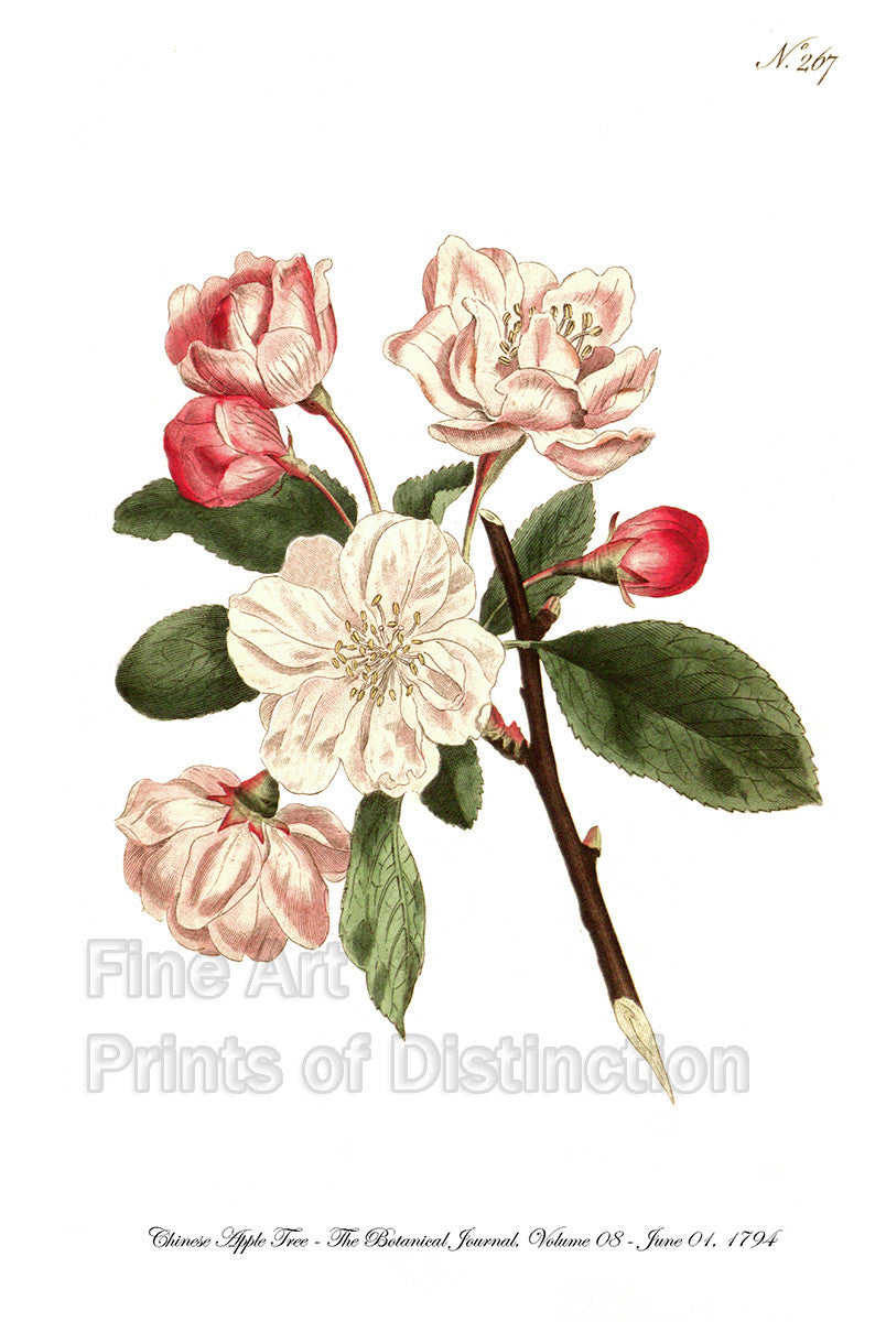 Botanical art Print of the Chinese Apple Tree from the Curtis Botanical Magazine in 1794