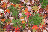 Art Print of Christmas Tree Ferns Surrounded by Fall Leaves