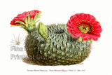 Botanical art Print of the Cinnabar Flowered Cactus with large red blooms