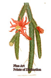 art Print of the Creeping Cereus Cactus from the Curtis Botanical Magazine