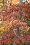 art Print of a Crooked Fall Oak Tree with Reddish Brown Leaves
