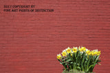 A premium quality botanical art print of Daffodils Against Brick Wall