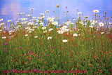 An art print of Daisies and Wildflowers at Spruce Knob Lake