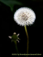 A botanical art print of Dandelion a Full Head of Seeds