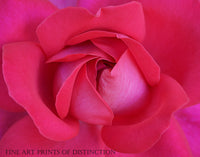 An archival premium Quality art Print of a Rose with a Deep Pink Bloom Close up