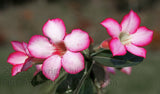 An Art Print of Desert Rose A Trio of Blooms
