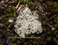 art print of white patch of dixie reindeer lichen in patch of green and black moss