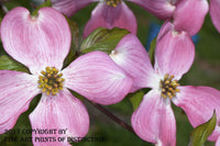 An archival premium Quality Art Print of Dogwood With Pink Bloom Painting