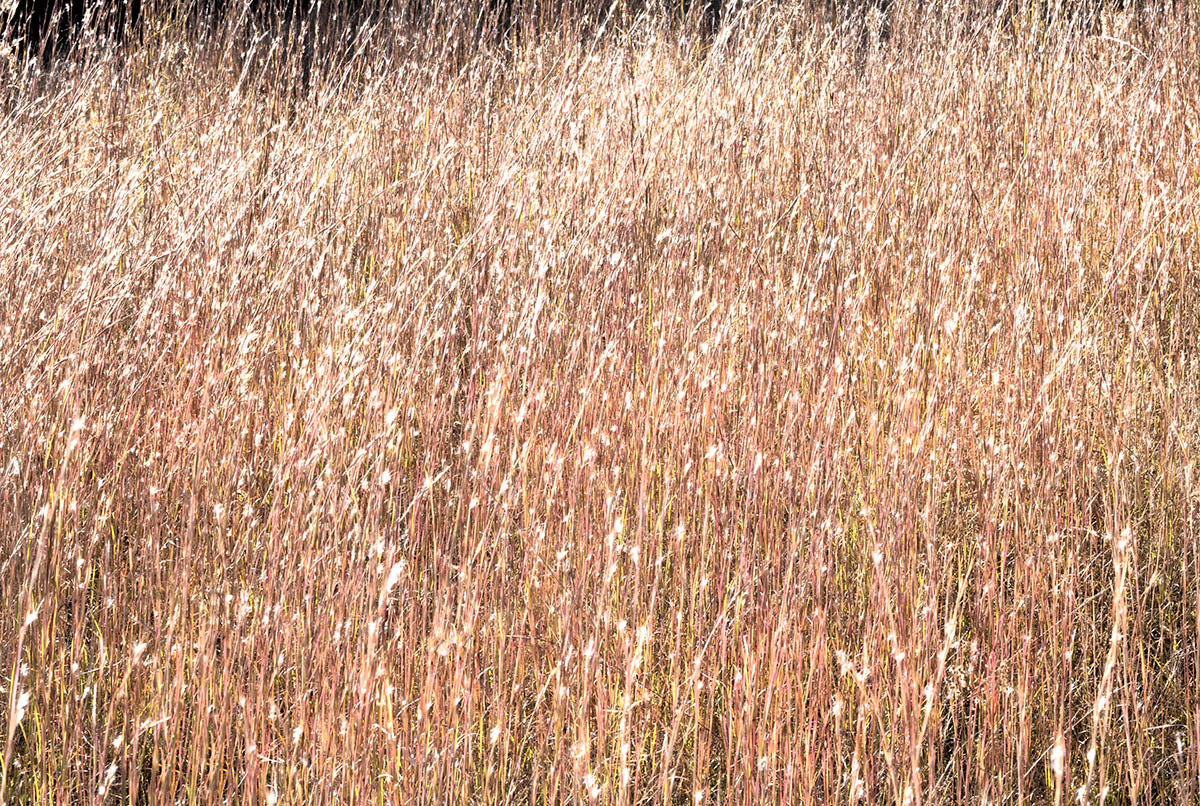 art print of Dried Grass Seed heads Glistening in the Sun