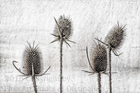 Medieval antiqued Drawing of Dried Teasel Stalks Art Print