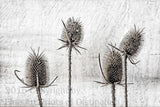 Medieval antiqued Drawing of Dried Teasel Stalks Art Print
