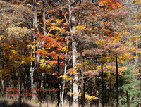 An art print of Dried Mullein Stalks in Front of Fall Colors