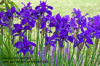 A Botanical Art Print of Dutch Iris at the Garden Edge