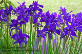 A Botanical Art Print of Dutch Iris at the Garden Edge