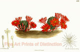Art Print of the Echinocactus Minusculus Cactus from the Curtis Botanical Magazine